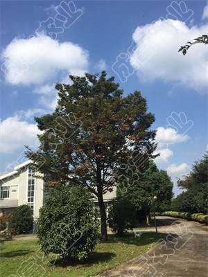 �t�Θ�(sh��)